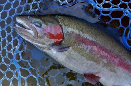 午後は絶好調！ ～岡崎トラウトポンド～